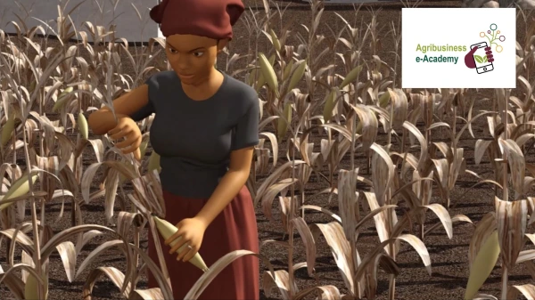 Maize - Good agricultural practices1.jpeg